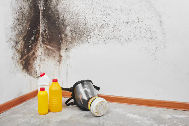 Best White Mold Remediation in Garden Plain, KS