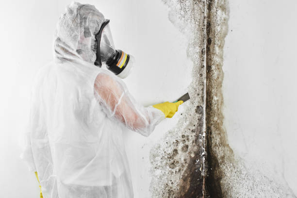 Best Residential Mold Remediation in Garden Plain, KS
