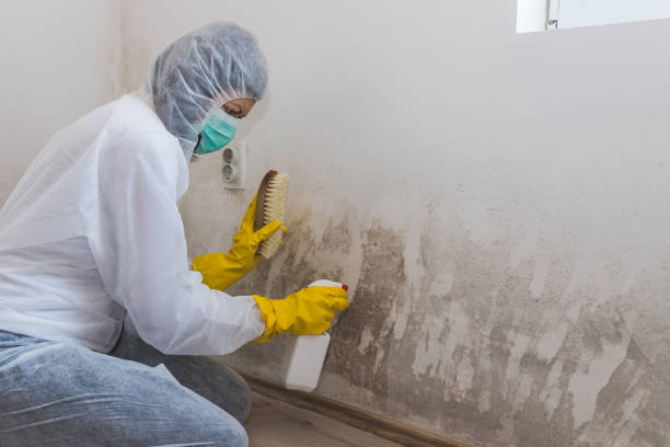 Best Basement Mold Remediation in Garden Plain, KS