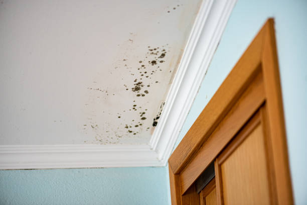 Best Bathroom Mold Remediation in Garden Plain, KS