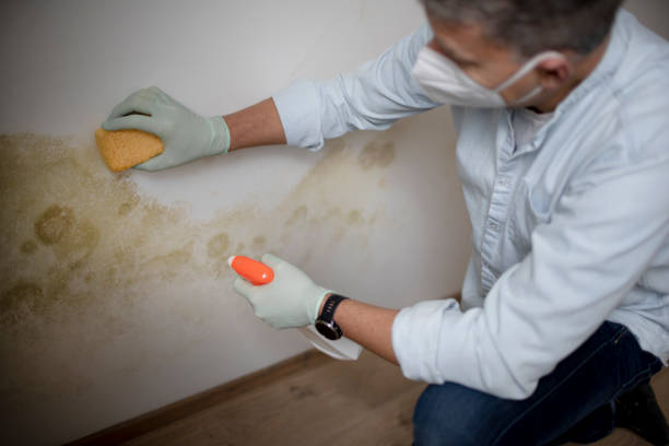 Trusted Garden Plain, KS Mold Remediation Experts