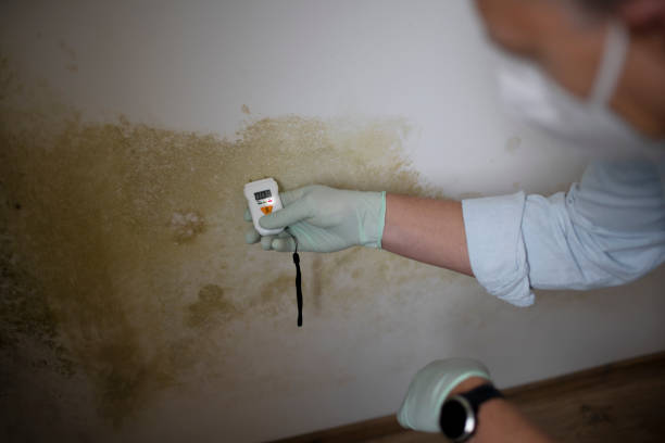 Best Residential Mold Remediation in Garden Plain, KS